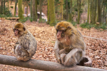 Two Barbary Macaque In His Winter Fur Sit On a Wooden Bar