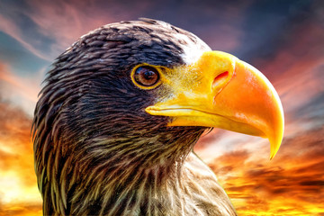A big eagle with yellow beak on the background of red sunset.