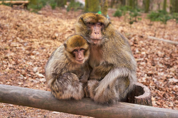 Two Barbary Macaque In His Winter Fur Sit On a Wooden Bar