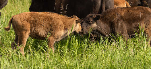 Two Wood Bison Calves Nuzzling