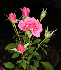 A beautiful pink rose with buds against a black background