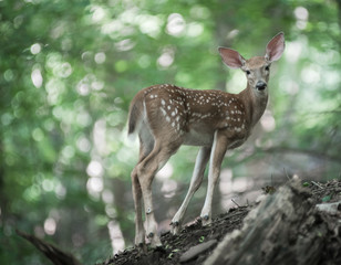 Naklejka na ściany i meble Cute adorable young fawn deer with spots in woods