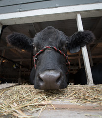 Dairy cow closeup of face