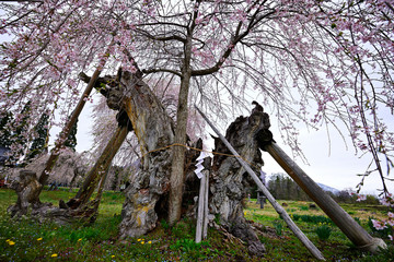 枯れた閑貞桜の幹と満開のひこばえ