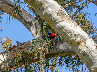 Crimson Lorikeet Head Turned