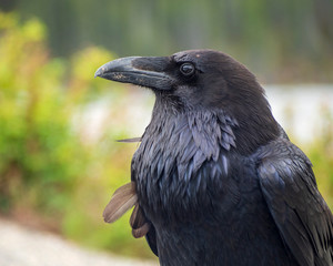 The common raven (Corvus corax) is an all-black passerine bird common in many parts of the world.