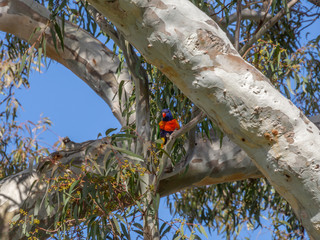 Crimson Lorikeet