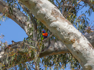 Crimson Lorikeet Side