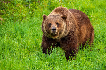 Obraz na płótnie Canvas Ursus arctos or grizzly (brown) bear walking in a meadow and looking at the camera.