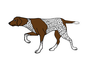 Vector hand drawn doodle sketch kurtshaar hunting dog isolated on white background