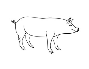 Vector hand drawn doodle sketch pig isolated on white background