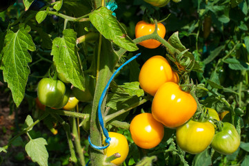 yellow delicious tomatoes on a private plot