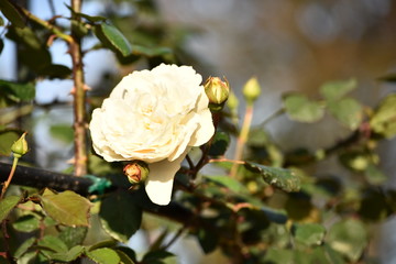 primavera flores amor