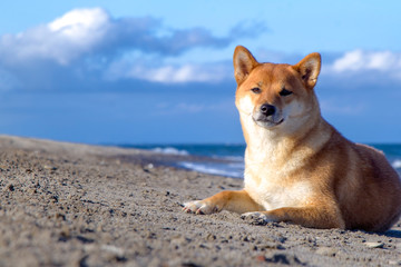 dog on the beach1