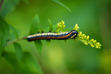 Caterpillar On Leaf