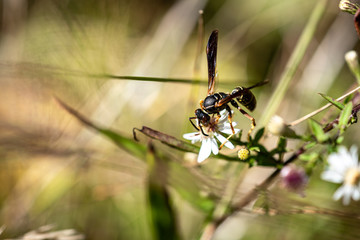 Wasp Up Close 