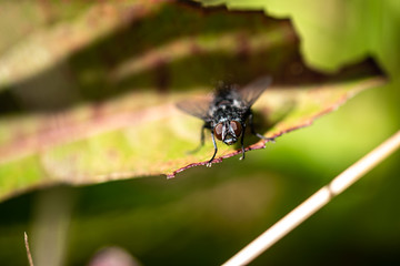 Housefly On Leaf 