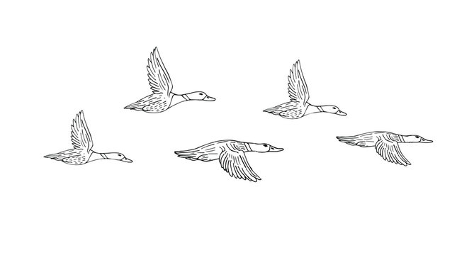Vector hand drawn sketch flock of flying duck isolated on white background