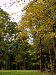 Fototapeta premium backyard in the early fall