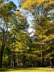 Obraz premium backyard in the early fall on a sunny day