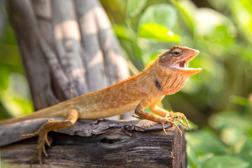 Calotes versicolor or Oriental garden lizard on the Dry branches in the morning.
