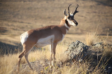 Pronghorn antelope posing in Montana prairie