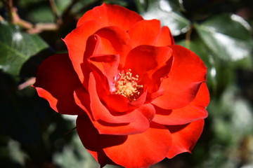 primavera flores amor