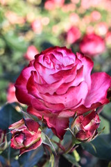 primavera flores amor