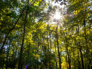 Obraz premium fall foliage in the park in autumn with sun rays