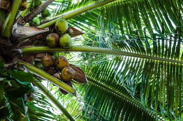Palm tree  with green coconuts, view from below, Caribbean shore of Mexico