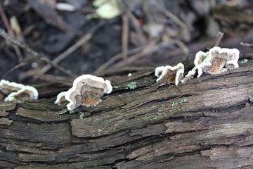 Turkey tail mushroom on a log at Campground Road Woods in Des Plaines, Illinois