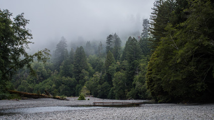 Fog and Trees Surround Mountain Creek