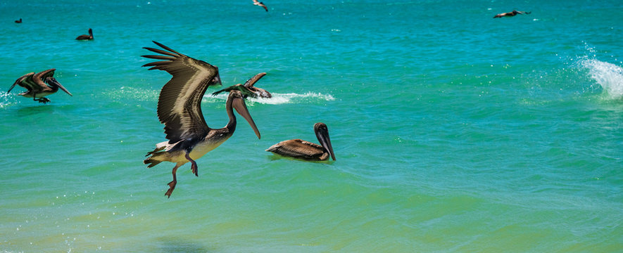Pel&iacute;cano pardo alzando vuelo en Pil&oacute;n de Az&uacute;car, La Guajira, Colombia
