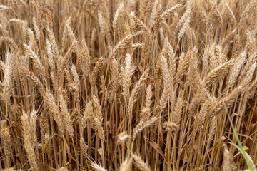 Ripe golden wheat