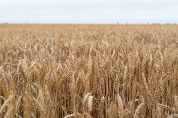 Ripe golden wheat
