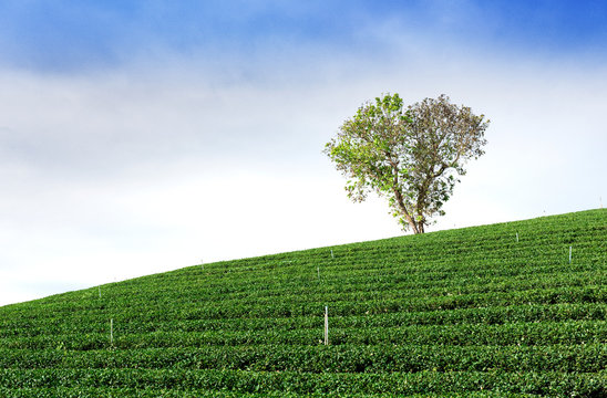 Big Tree in Green tea field, Tea Plantation with blue sky
