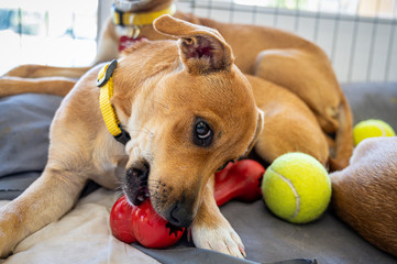 A young dog in pen  with other dogs in the background giving a sidelong look while chewing on a red toy bone.