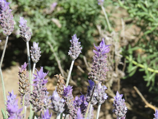Closeup of lavender flowers in plantation with blurred background in sunny day.