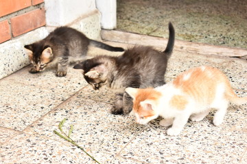 Gatos
