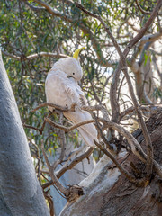 Cockatoo Chewing vert