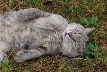 Naklejka na ściany i meble one gray big cat lies and bashes in the green grass 
