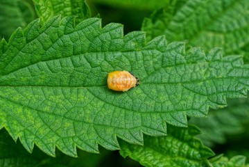 one small yellow beetle sits on a green leaf of nettle