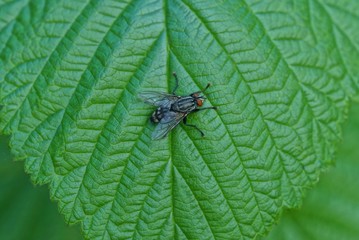one gray little fly sits on a green leaf of a plant in nature