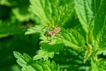  gray spider sits on a green leaf of a nettle plant
