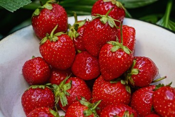 red strawberries in a white bowl among green vegetation