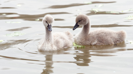Two baby black swans swimming in lake together.