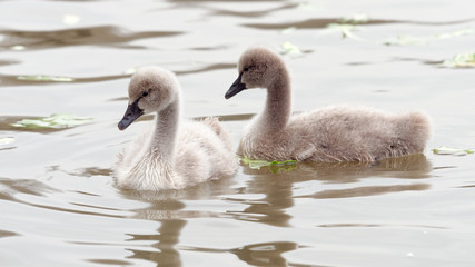 Two baby black swans swimming in lake together.