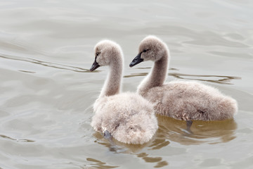 Two baby black swans swimming in lake together.