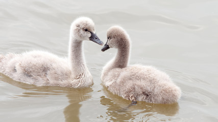 Fototapeta premium Two baby black swans swimming in lake together.