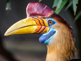 Helmhornvogel © Gaudi